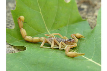 Imagen de un escorpión